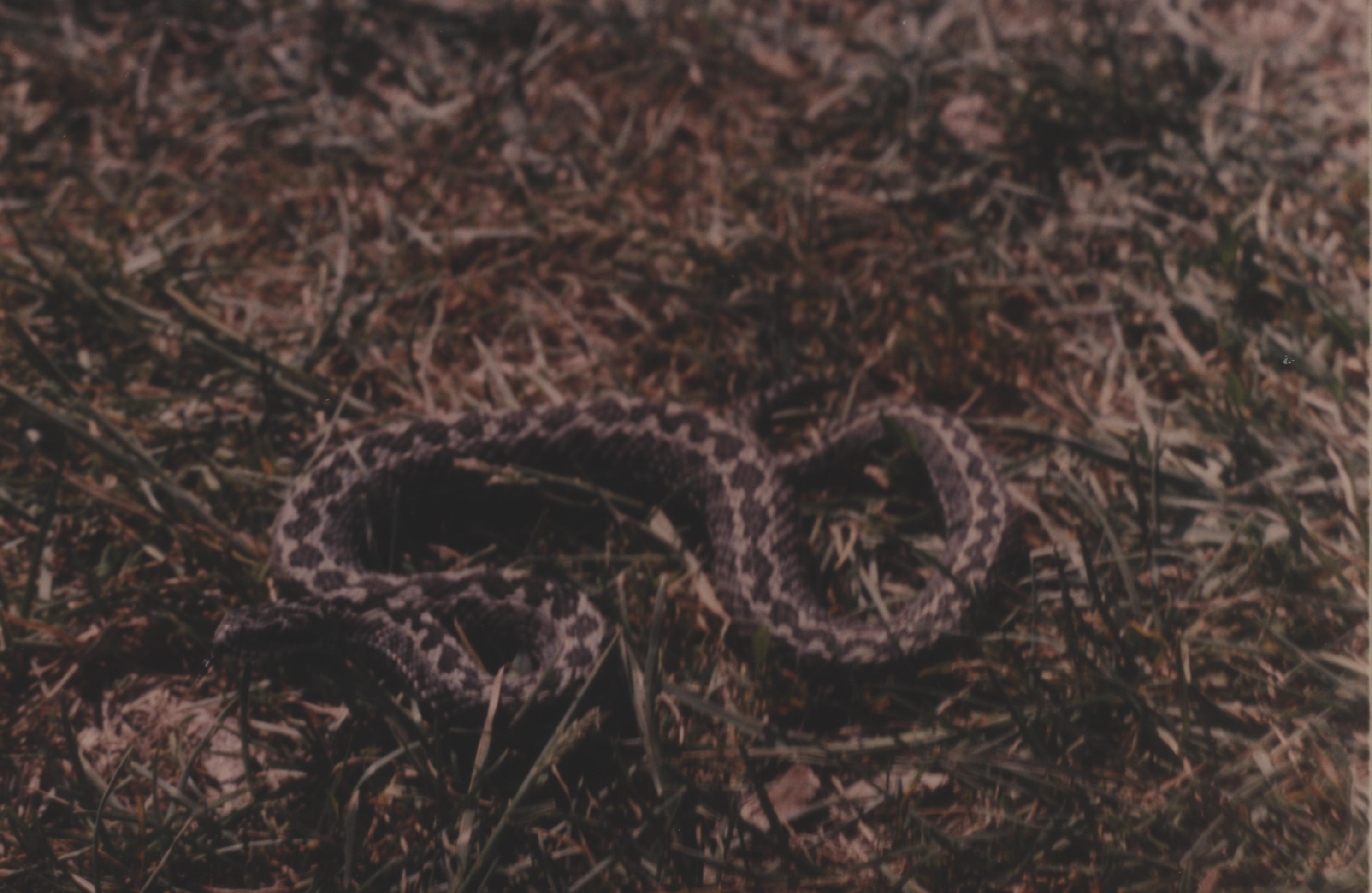 Moldavian Steppe Viper(Vipera ursinii moldavica)6.jpg [341 Kb]